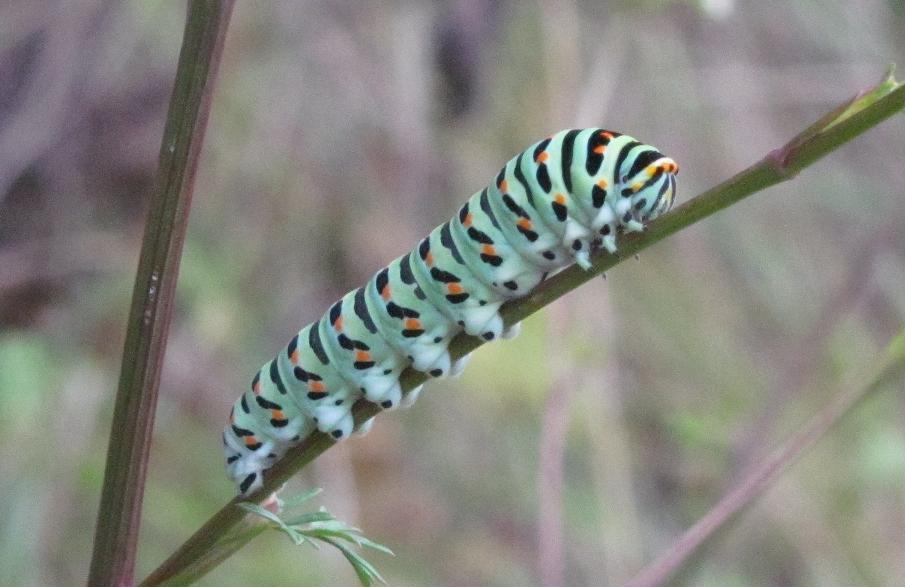 Bruchi di Papilio machaon?